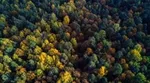 Birdseye view of a forest of trees